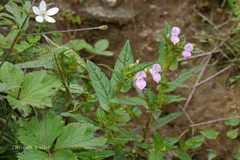 Impatiens badrinathii